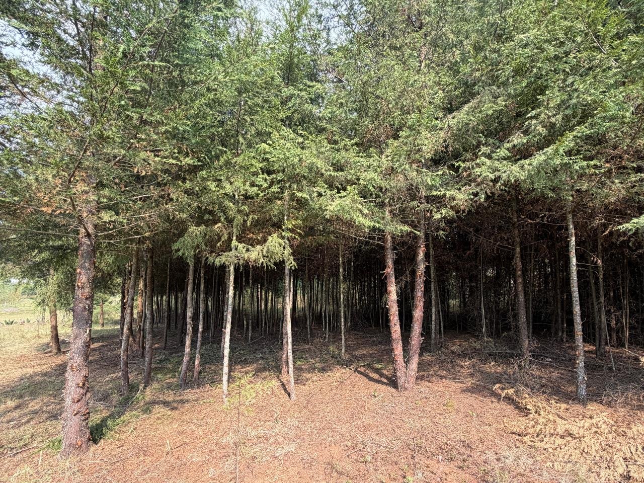 Bosque de Sabinos Reconfigurador